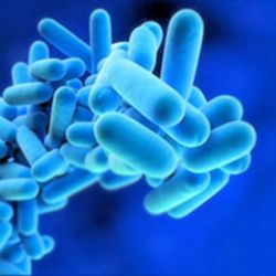Legionellosis: prevention is better than cure